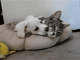affection love GIF