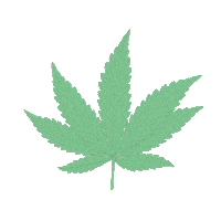 heybudskincare hey bud heybudskincare hey bud skincare Sticker