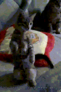 cat boxer GIF