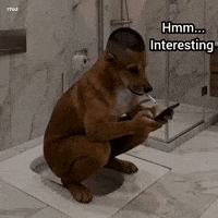Dog Indian Toilet GIF