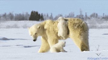 bears cheezburger cub clingon clingons GIF