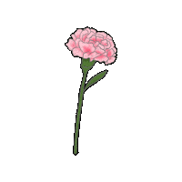 Flower 꽃 Sticker