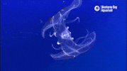 Deep Sea Rainbow GIF by Monterey Bay Aquarium