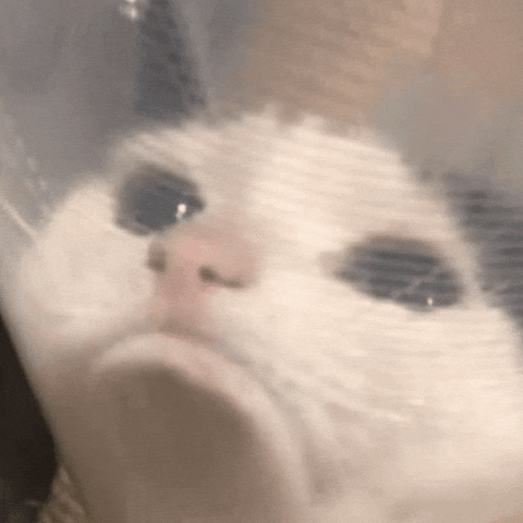 Sad Cat GIF
