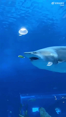 cuteanimalland giphyupload GIF