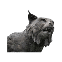 Cat Wink Sticker by Quinnipiac University