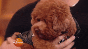 dog dress up GIF by Rachael Ray Show