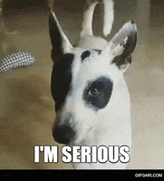 Serious Dog GIF by GifGari