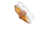 Horses Brush Sticker by equestriess