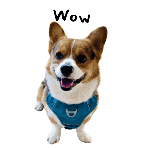 Milo_SiliconValley giphyupload dog smile wow Sticker