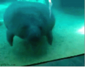 mr magoo glass GIF by Cheezburger