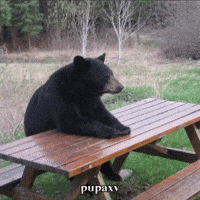 Chill Bear GIF