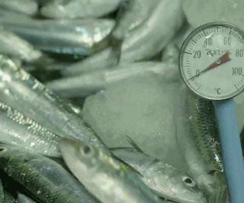 MegaSardines giphyupload mega sardines sardinas GIF