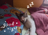 Nepalicats Goodnight Sleep Bed Sweetdream Catsleeping GIF