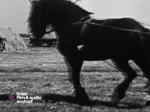 Horse GIF by Fries Film & Audio Archief