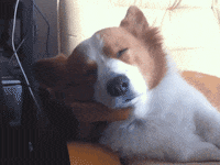 funny dog GIF