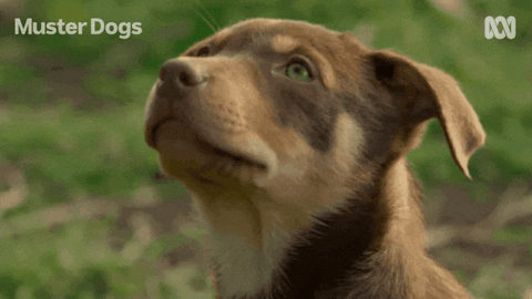 Fernando avec un chien – méthode FRO-PO