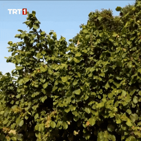 Fresh Air Tree GIF by TRT