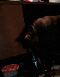 cat mu GIF