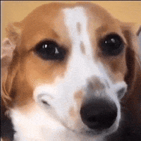 Dog Reactionmeme GIF