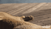 Stray Dog Love GIF by Magnolia Pictures