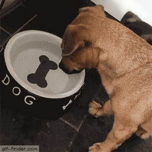 dog water bowl bone painted GIF