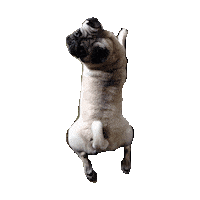 pug STICKER by imoji