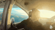 Lion King Gold GIF by Discovery