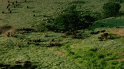 oklahoma GIF