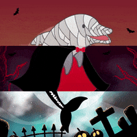 GIF by Dolphin Discovery