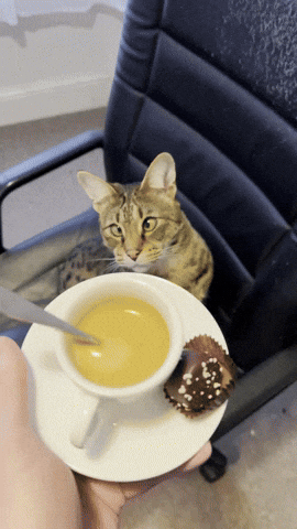 Savannah Cat GIF