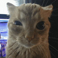 Angry Fed Up GIF