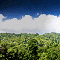 Sustainable Development Forest GIF by World Bank