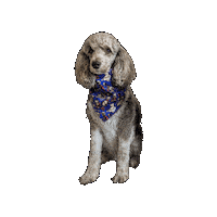 Dogpool Sticker by Geekster Pets