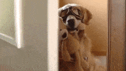 Teddy Bear Surprise GIF