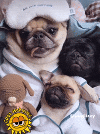 Cuteness Snoozing GIF