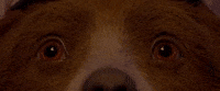 eyes watching GIF by Paddington 2