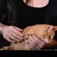 floorjansen cat kitten pets petting GIF