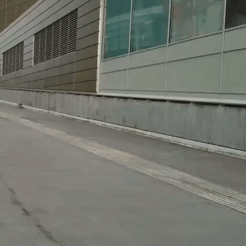 Skateboarding Dog Freewheels Downhill Outside Emirates Stadium in London