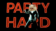party cat GIF