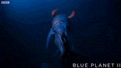 bbc one sea GIF by BBC