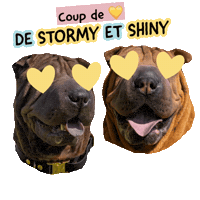 Pawsitivepetambassadeur Sticker by Pawsitive pet