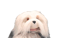 Samson En Gert Sticker by Studio 100