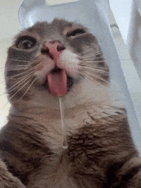 Rigby Cat GIF