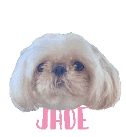 Dog Jade Sticker