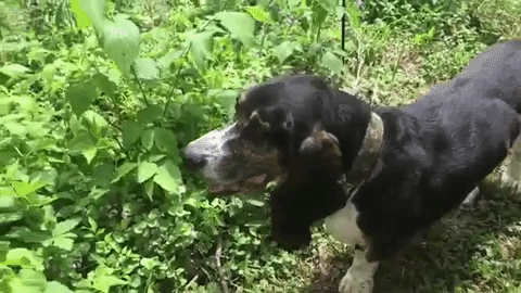 basset hound dog GIF