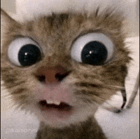 Shocked Cat GIF
