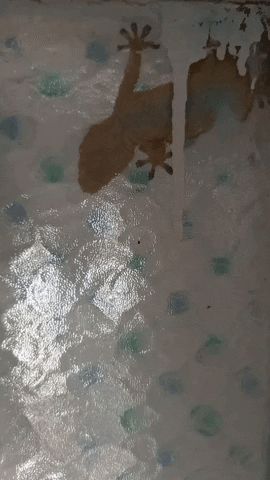 Simongip giphygifmaker GIF