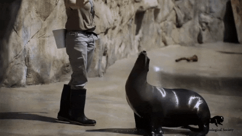 Sea Lion Spinning GIF by Brookfield Zoo