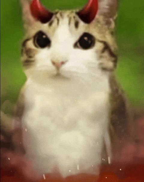 Cat GIF
